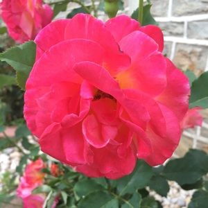 Meet your Posher, Anabel